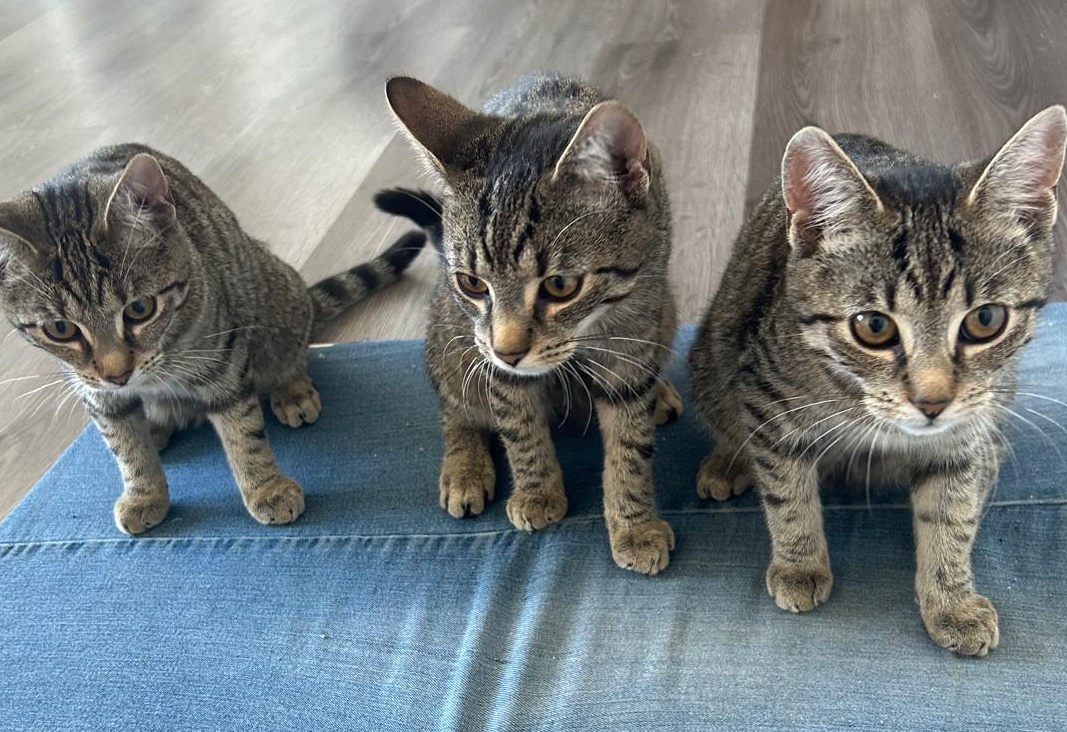 Drei Tiger Drei junge getigerte Katzen suchen gemeinsam ein Zuhause