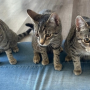 Drei junge getigerte Katzen suchen gemeinsam ein Zuhause
