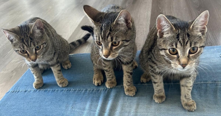 Drei junge getigerte Katzen suchen gemeinsam ein Zuhause