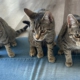 Drei junge getigerte Katzen suchen gemeinsam ein Zuhause