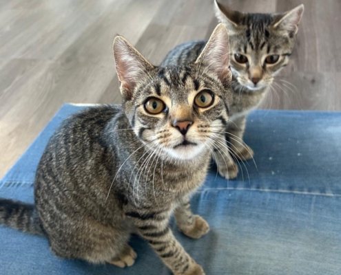 Drei Tiger Zwei junge getigerte Katzen gemeinsam