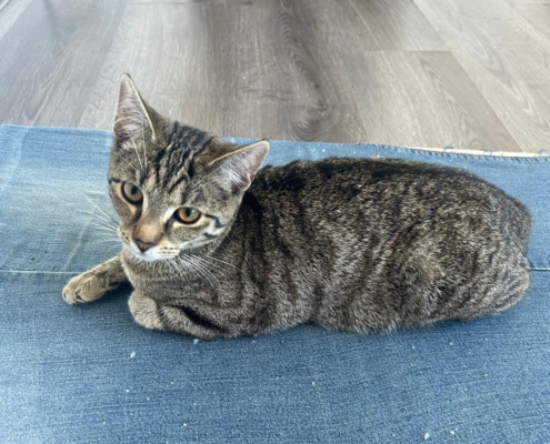 Drei Tiger Junge getigerte Katze auf einem blauen Kissen