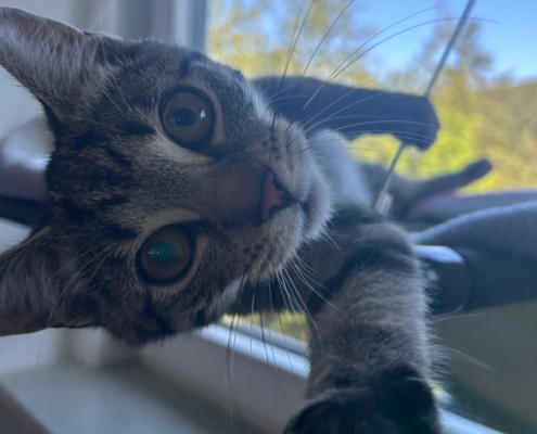 Drei Tiger Nahaufnahme einer jungen getigerten Katze