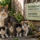 Katze mit mehreren Jungtieren zum Thema Katzenschutz und Kastration