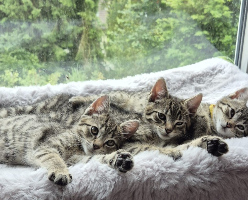 Drei junge Katzen in einer Pflegestelle