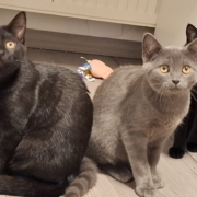 Drei Katzenschwestern auf der Suche nach einem gemeinsamen Zuhause