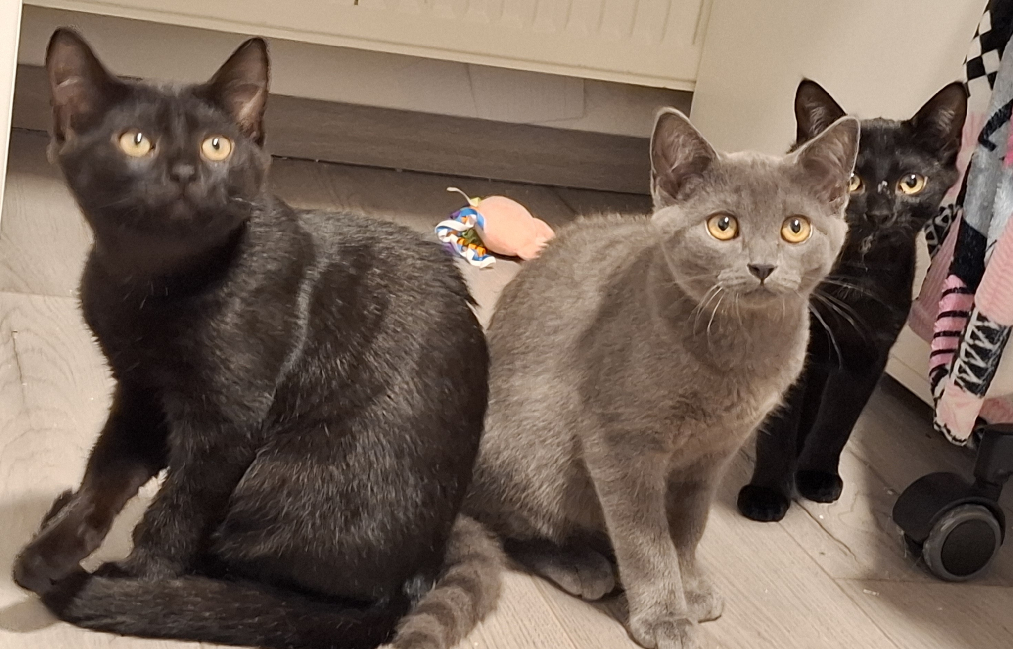 Beitragsbild Zauberhafte Schwestern Drei Katzenschwestern auf der Suche nach einem gemeinsamen Zuhause