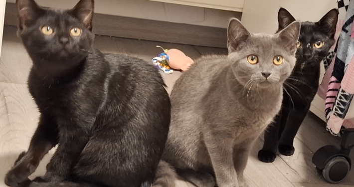 Drei Katzenschwestern auf der Suche nach einem gemeinsamen Zuhause