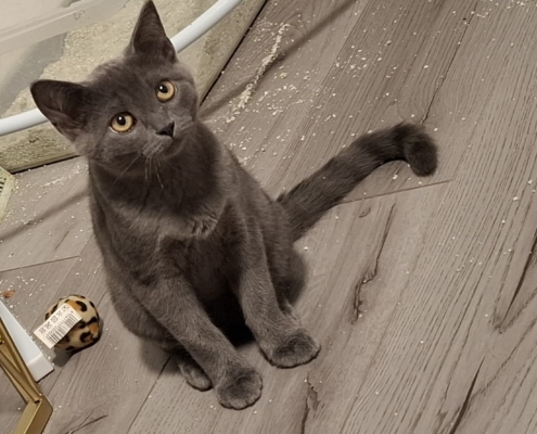 Zauberhafte Schwestern I graue Katzenschwester