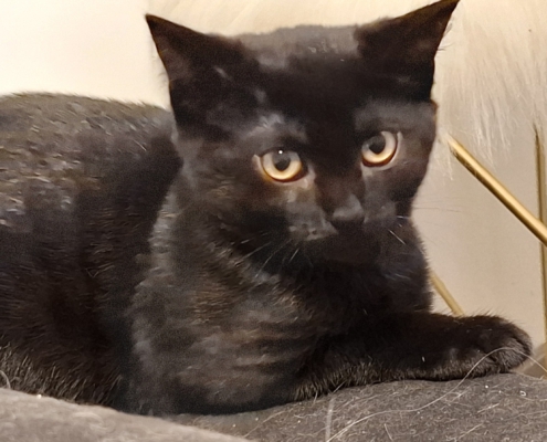 Zauberhafte Schwestern II Schwarze Katzenschwester beim Ausruhen