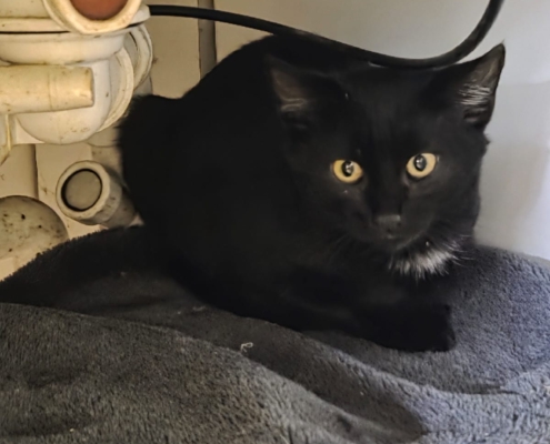 Baghira Schwarze Katze Baghira in ihrem neuen Zuhause