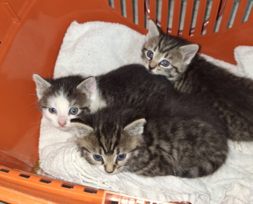 Drei junge Katzen nach ihrer Sicherung in einer Transportbox