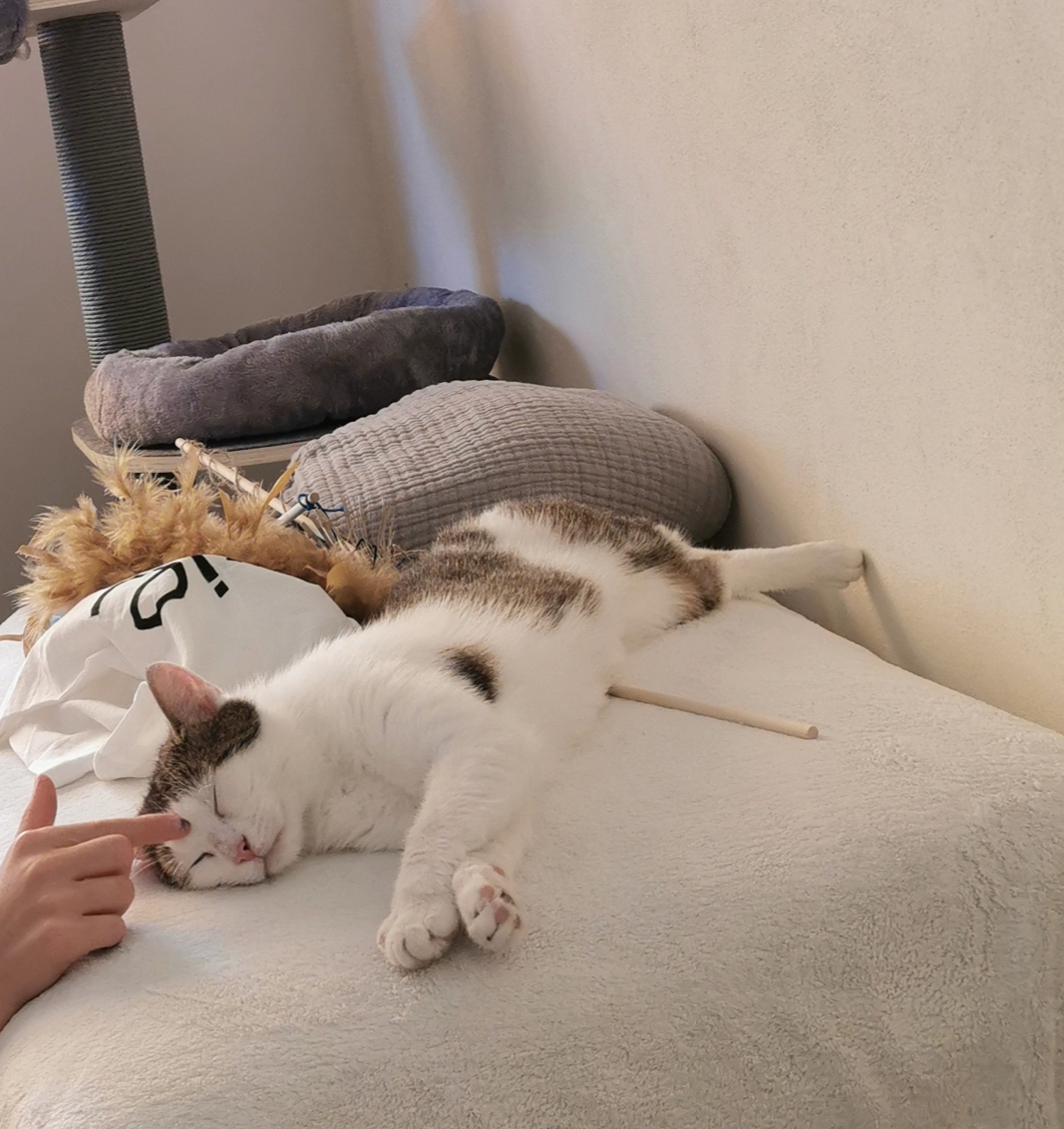 Frieda entspannt in ihrem neuen Zuhause auf dem Sofa