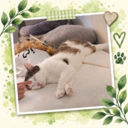 Frieda entspannt in ihrem neuen Zuhause auf dem Sofa
