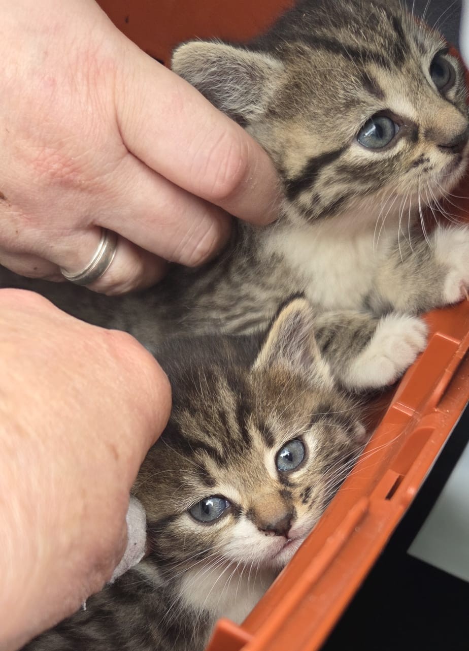Zwei junge Katzen werden in einer Transportbox vorsichtig untersucht