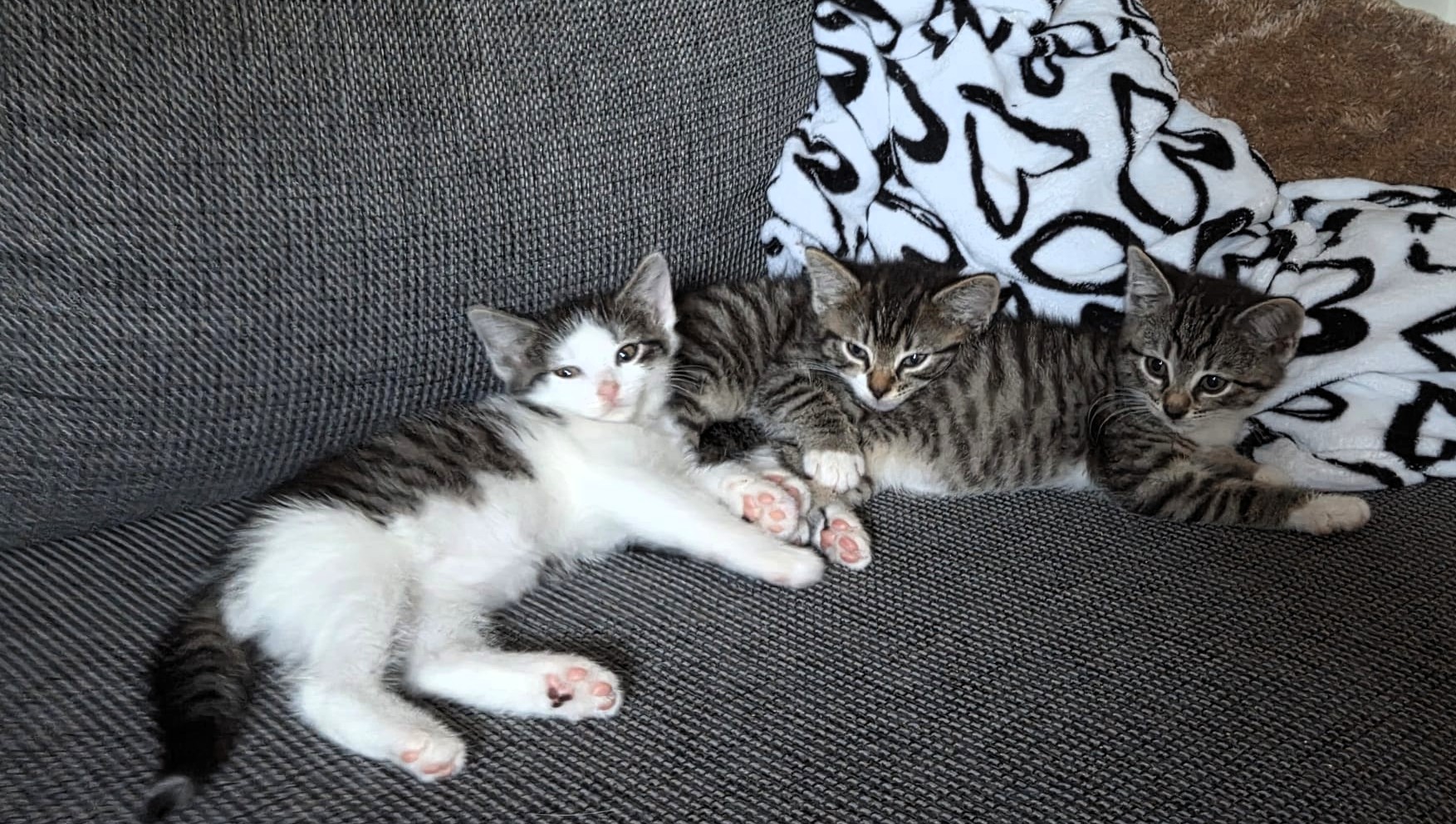 Drei junge Katzen entspannt gemeinsam auf dem Sofa