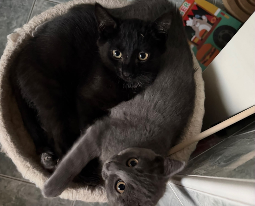 Zauberhafte Schwestern III Zwei der drei Katzenschwestern gemeinsam