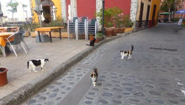 Straßenkatzen auf La Palma