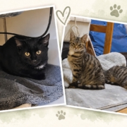 Baghira, Mia und Mila gemeinsam in ihrem neuen Zuhause