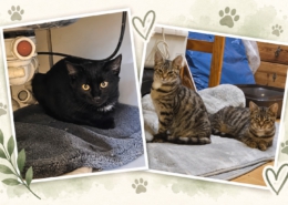Baghira, Mia und Mila gemeinsam in ihrem neuen Zuhause