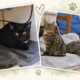 Baghira, Mia und Mila gemeinsam in ihrem neuen Zuhause