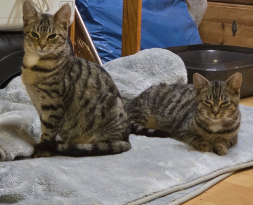 Mia und Mila Mia und Mila gemeinsam in ihrem neuen Zuhause