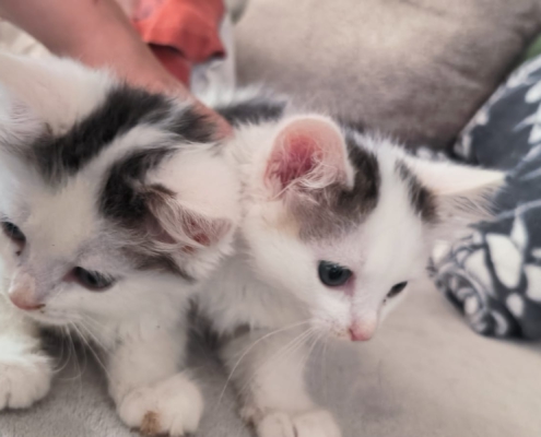 Runa und Zazu als junge Katzen