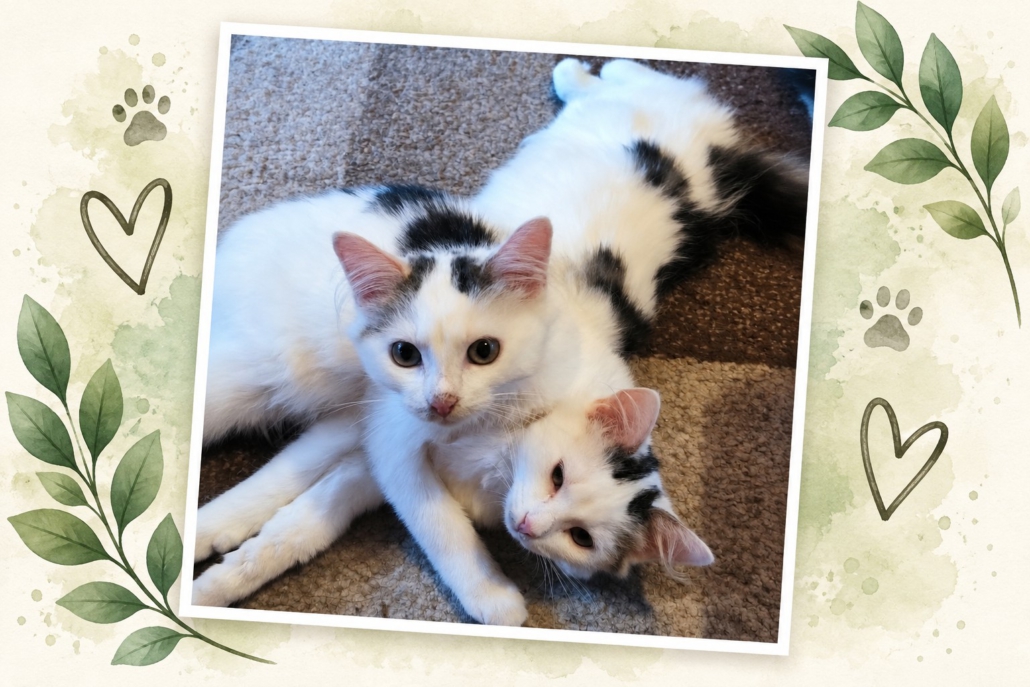 Runa und Zazu als junge Katzen auf ihrer Pflegestelle