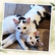 Runa und Zazu als junge Katzen auf ihrer Pflegestelle
