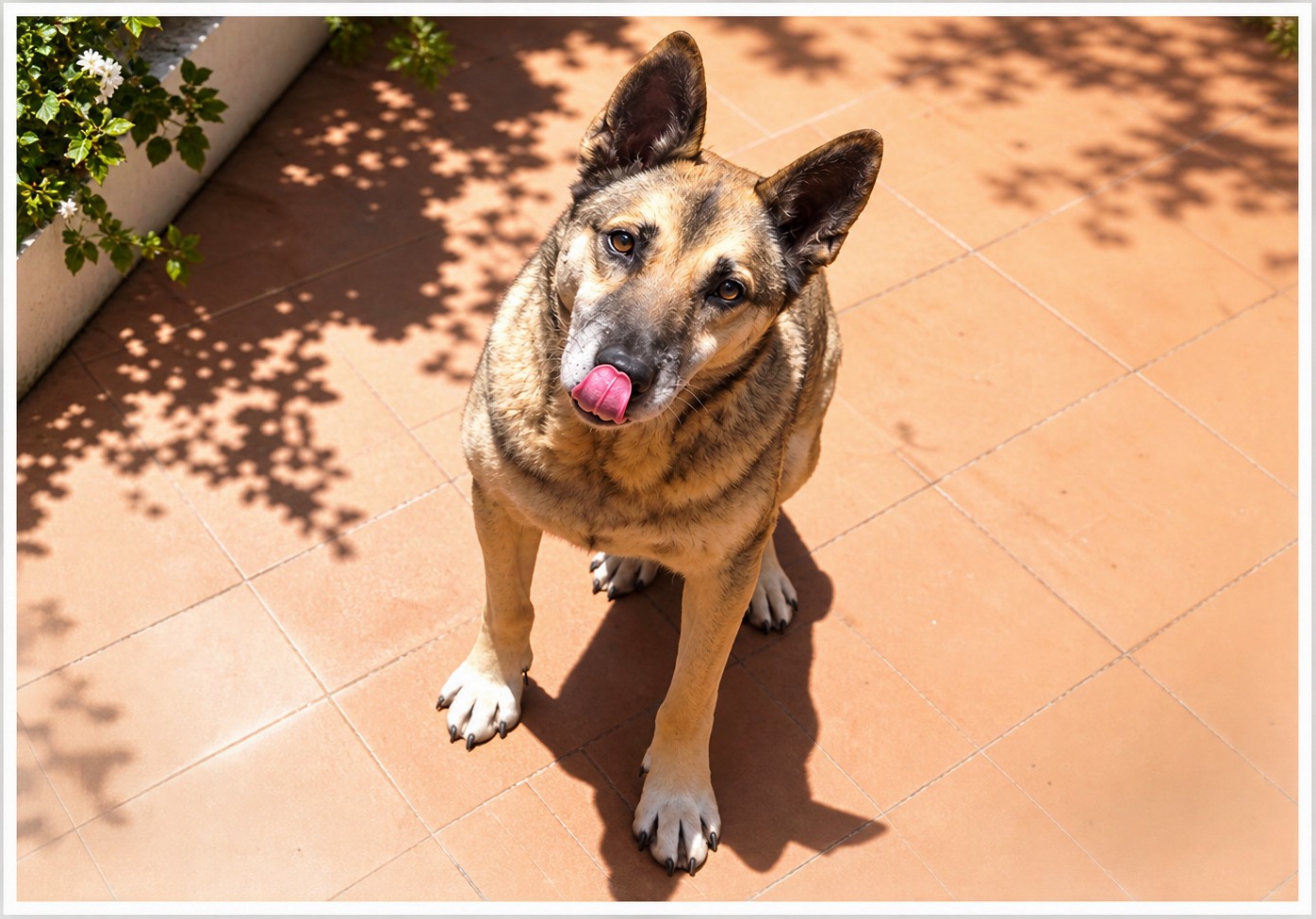 Hund auf La Palma