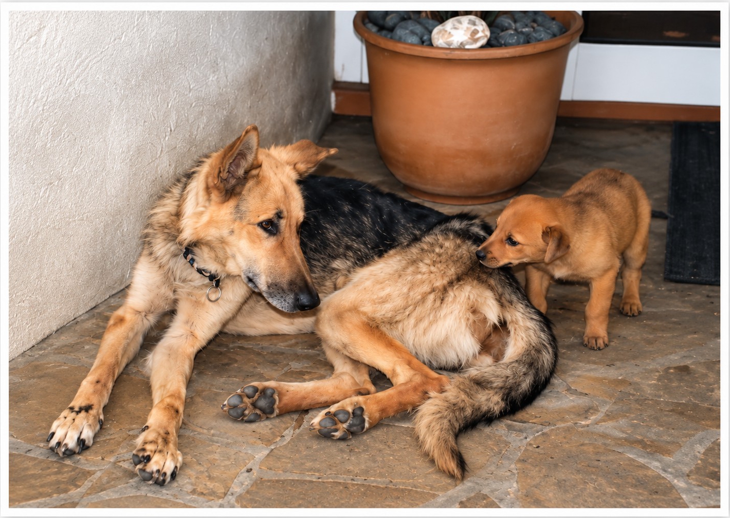 Hunde auf La Palma