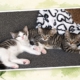 Pippi, Annika und Tommy gemeinsam in ihrem neuen Zuhause