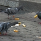 Stadttauben bei der Futtersuche
