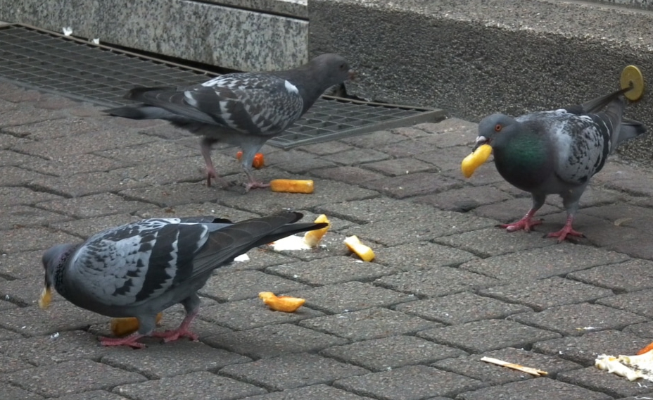 Stadttauben bei der Futtersuche