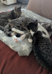 Drei Katzen kuscheln gemeinsam in ihrem neuen Zuhause