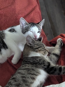 Zwei Katzen kuscheln miteinander in ihrem neuen Zuhause