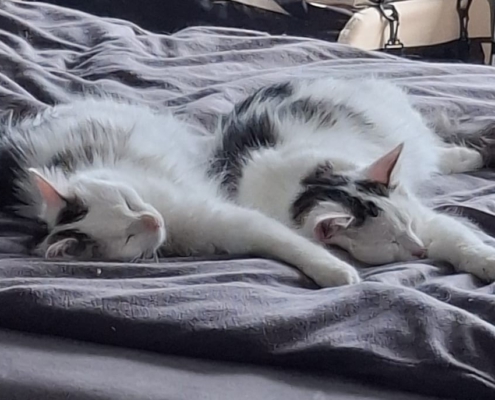 Runa und Zazu gemeinsam beim Schlafen