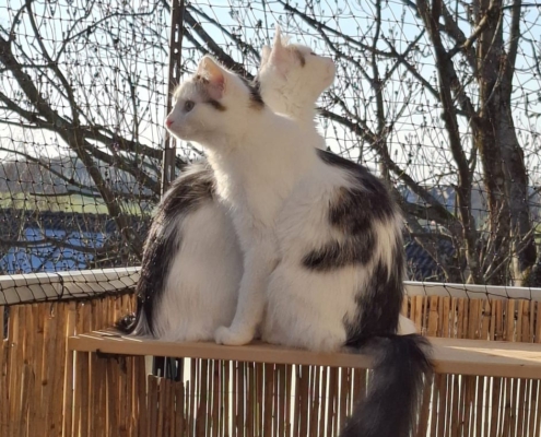Runa und Zazu gemeinsam auf dem Balkon
