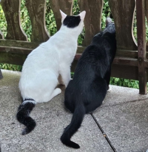 Shadow und Snow gemeinsam in ihrem neuen Zuhause