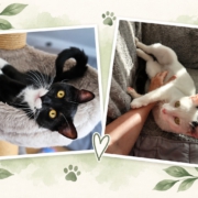 Shadow und Snow entspannt in ihrem neuen Zuhause