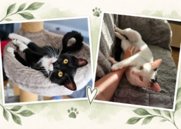 Shadow und Snow entspannt in ihrem neuen Zuhause