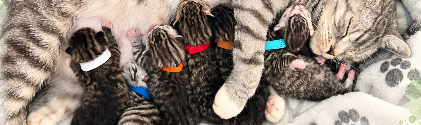 Katzenmutter mit ihren neugeborenen Kitten