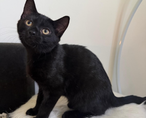 Zauberhafte Schwestern schwarze Katzenschwester