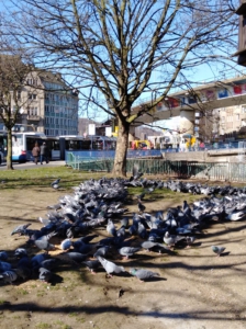 Gruppe von Stadttauben in der Hagener Innenstadt