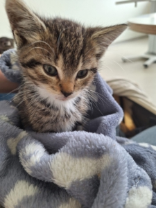 Amelie in der Tierklinik
