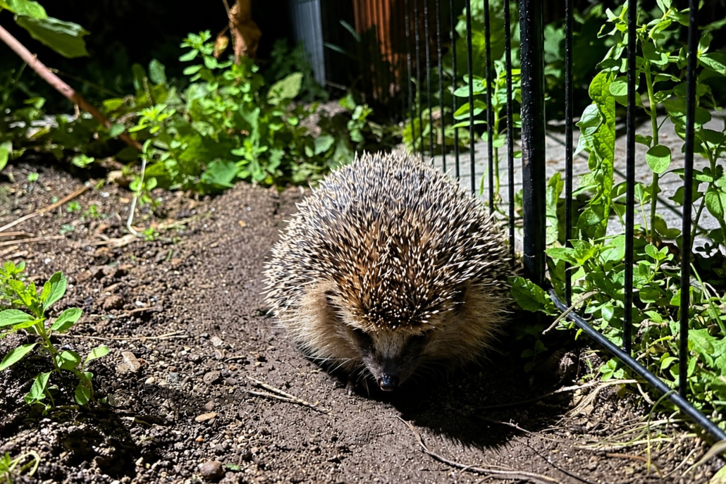 Igelmädchen der Tiernothilfe Hagen erkundet nachts den geschützten Garten ihrer Pflegestelle zwischen grünen Pflanzen und einem kleinen Gartenzaun.