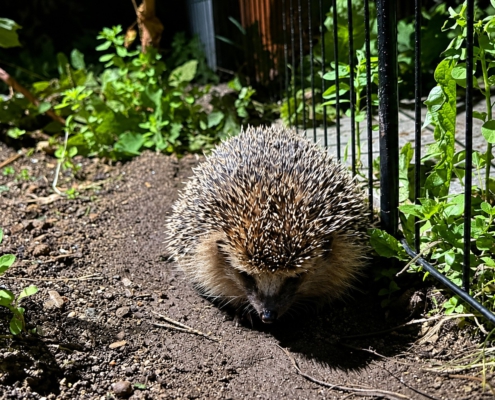 Igelmädchen der Tiernothilfe Hagen erkundet nachts den geschützten Garten ihrer Pflegestelle zwischen grünen Pflanzen und einem kleinen Gartenzaun.