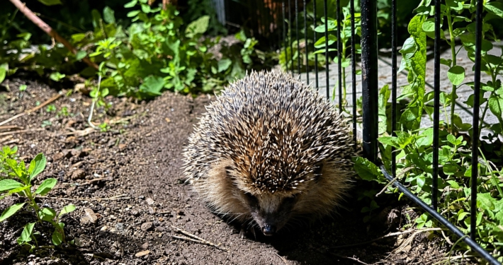Igelmädchen der Tiernothilfe Hagen erkundet nachts den geschützten Garten ihrer Pflegestelle zwischen grünen Pflanzen und einem kleinen Gartenzaun.