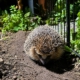 Igelmädchen der Tiernothilfe Hagen erkundet nachts den geschützten Garten ihrer Pflegestelle zwischen grünen Pflanzen und einem kleinen Gartenzaun.