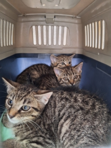 Ja 👍 Fangen wir mit den vier Bildern hier an. Für Alt-Texte würde ich kurz beschreiben, was tatsächlich auf dem Bild zu sehen ist – ohne unnötiges „Bild von …“. Von links nach rechts: 1. „Vier junge getigerte Katzen sitzen gemeinsam in einer Transportbox.